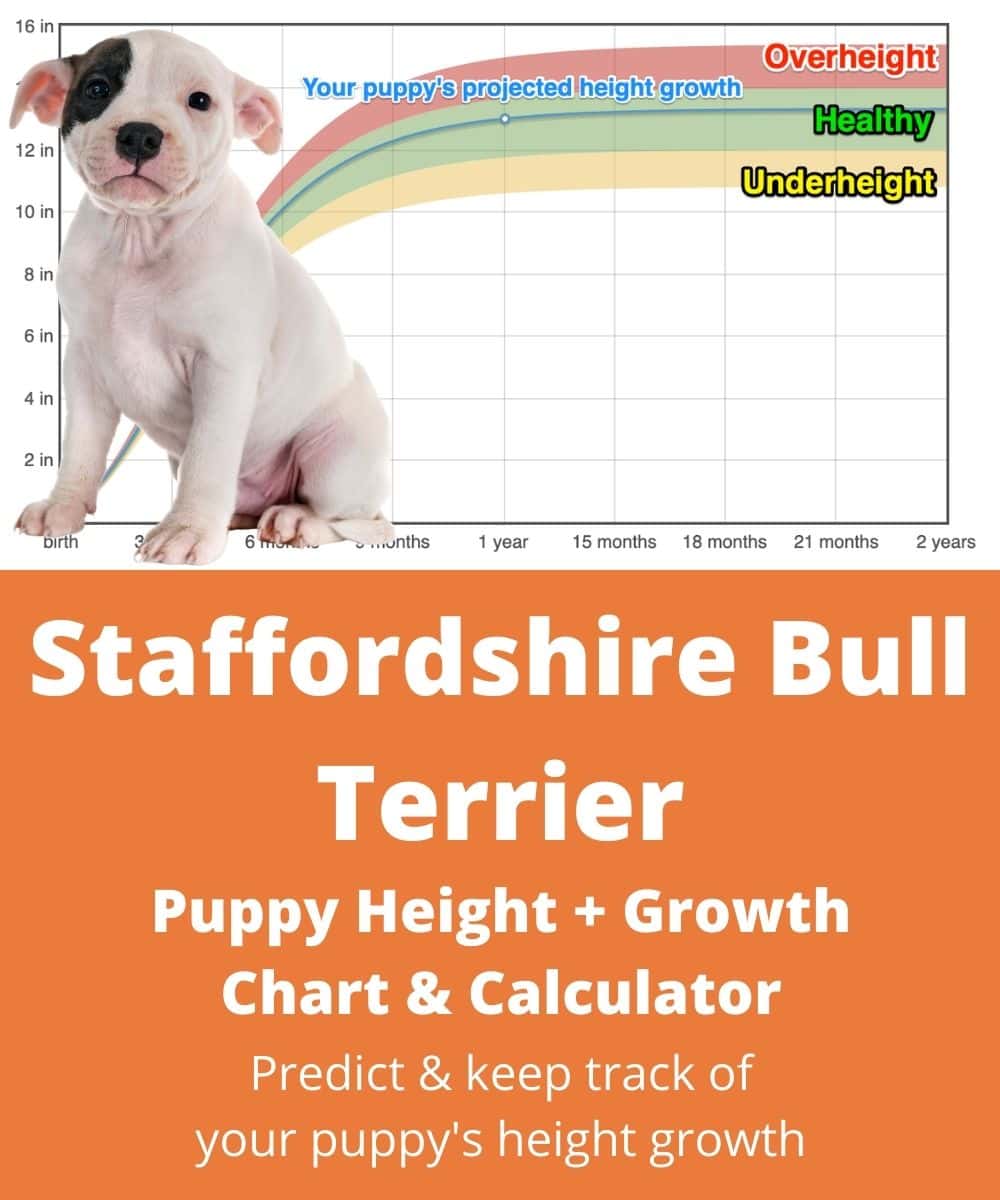 staffordshire-bull-terrier Puppy height Growth Chart